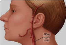 MẠCH MÁU DỄ BỊ TẮC NGHẼN NHẤT