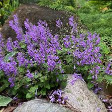 Image result for Scutellaria
