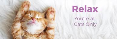 Find the best daycare nearby with detailed provider information such as availability, prices, licenses, parent reviews and more. Feline Cat Grooming Cat Boarding And Daycare Cats Only
