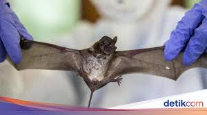Are most common during the winter season 39. The Nipah Virus To Watch Out For Could Be The Next Pandemic Netral News