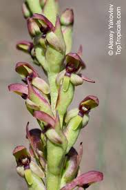Image result for Disa fragrans