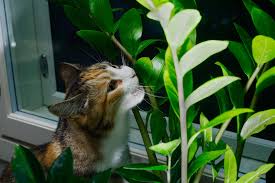 Jetzt cats garden zum tiefstpreis + 50% rabatt buchen! Poisonous Garden Plants Peninsula Vet