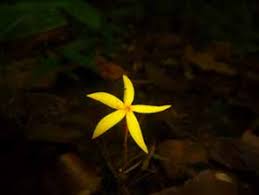 Image result for Exochaenium oliganthum