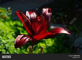 Check spelling or type a new query. Beautiful Lily Flower Image Photo Free Trial Bigstock