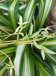 Image result for Chlorophytum stolzii