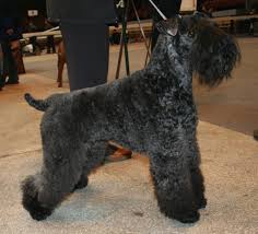 The search tool above returns a list of breeders located nearest to the zip or postal code you enter. Kerry Blue Terrier