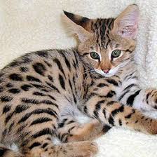 A savannah cat is a domestic cat breed that has a % of african serval wild blood. Savannah Kittens For Sale