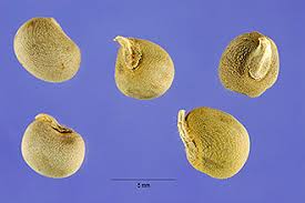 Image result for Abelmoschus esculentus