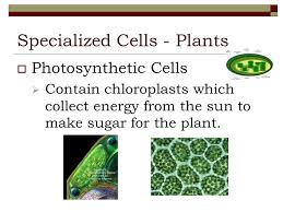 Maybe you would like to learn more about one of these? Specialized Cells Ppt Video Online Download