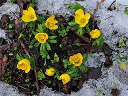 Die normale vinitii ist sehr mickrig dieses jahr. Typische Winterblumen Fur Draussen Und Drinnen Von A Z