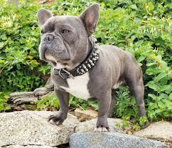 She comes with papers, shots, and health guarantees. Blue Mountain French Bulldogs Home Facebook