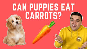 But can dogs eat carrots? Can Puppies Eat Carrots Youtube