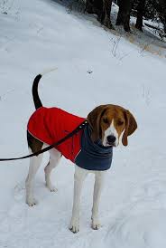 Beagle Winter Jackets Online ...