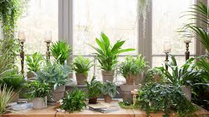 Survival strategies: how to keep houseplants alive over winter ...