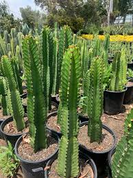 Image result for Euphorbia candelabrum