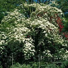 Check spelling or type a new query. Cornus Eddie S White Wonder Flowering Dogwood Tree Free Delivery