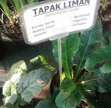 Minum air rebusan sebanyak 3 kali sehari untuk melancarkan haid. Tapak Liman Si Viagra Jawa Manfaatnya Bukan Cuma Obat Kuat