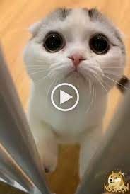 Beautiful Eyes Cats Cute Baby Cats Cute Cats And Kittens Funny Cat Videos