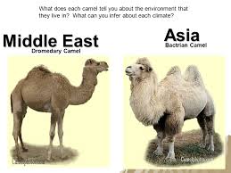At only 4 weeks old her here we have three very adorable. Dromedary Camel Bactrian Camel Middle East Asia What Does Each Camel Tell You About The Environment That They Live In What Can You Infer About Each Climate Ppt Download