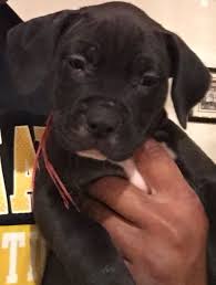 Feb 08, 2021 · find presa canario puppies for sale on pets4you.com. Perro De Presa Canario Puppies For Sale Chesapeake Va 269994