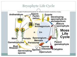 They are terrestrial but require external water to complete their life cycle. Charophytes Green Algae Closest To Plants Ppt Download