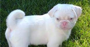 What Exactly Is An Albino Pugs Pugs Home Pug Tips