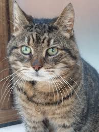 Check spelling or type a new query. Stray Cwmbran Cat Has Huge Lump Removed From Its Chest By Cats Protection South Wales Argus