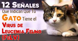 Feline leukemia virus (felv) is a retrovirus that infects cats. Virus De La Leucemia Felina Gatos Con Mayor Riesgo De Infeccion