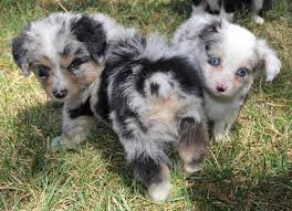 Find australian shepherd puppies and breeders in your area and helpful australian shepherd information. Pin En Red Merle Toy Aussie Puppies For Sale In Al Az Ar Ca Co Ct De Fl Ga Id Il In