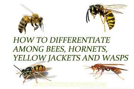 How To Differentiate Among Bees Hornets Yellow Jackets And Wasps Yellow Jacket Bee Wasp Stings