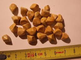 Image result for Gallstone
