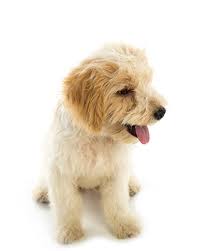 We did not find results for: Shipment Of Animals And Transport Of Pets Abroad Bliss Pets