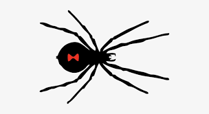 All png & cliparts images on nicepng are best quality. Black Widow Spider Png Image Black Widow Spider Black And White Transparent Png 509x368 Free Download On Nicepng