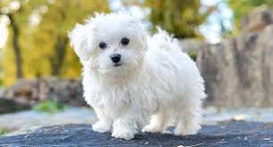 Boutique puppies offers beautiful maltese puppies! What Is The Price Of A Maltese Puppy In India Quora