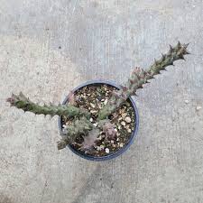 Image result for Euphorbia halipedicola