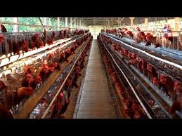 Agristream Tv Memilih Lokasi Tipe Kandang Ayam Petelur Youtube