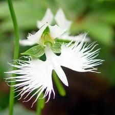 Image result for Habenaria aberrans