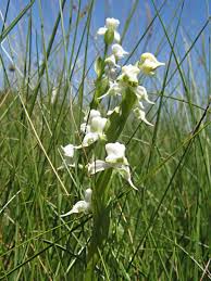 Image result for Disperis