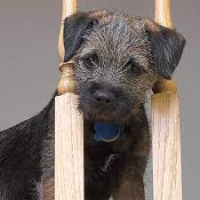 Border Terrier Pdsa