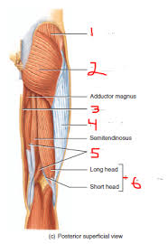 Extends from the base of the coracoids process to the greater tubercle of the humerus. Anatomy Exam 2 Flashcards Easy Notecards