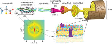 Ursache * erbanlage * das haar ist im querschnitt nicht rund, sondern flach wie ein gürtelband. Haar Wikipedia