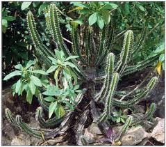 Image result for Cynanchum mulanjense