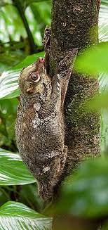 Malayan Colugo Lwr Pierce P3061143 Animals Rare Animals Madagascar Animals