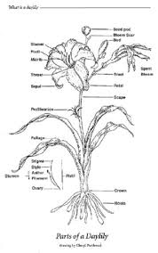 Apart from these basic parts, a flowering plant also contains 4) flowers and 5) fruits. Plant Parts Diagram Label Labels Ideas 2019