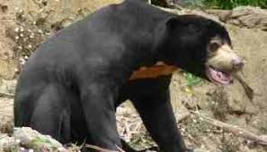 Daftar nama tumbuhan (tanaman) dan nama latin ini sebagai kumpulan nama tumbuhan (flora) yang dilengkapi dengan nama latin (ilmiah). Flora Dan Fauna Khas Provinsi Sumatera Utara Alamendah S Blog