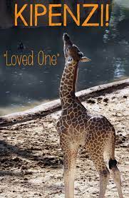 With More Than 50 000 Votes The World Has Named Dallas Zoo S Famous Giraffe Calf Kipenzi Meaning Loved One In Swahil Dallas Zoo Giraffe Animals Beautiful