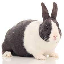 Dyk nz pet owners spend $389m on vets every year? Dutch Rabbit Health Facts By Petplan Petplan