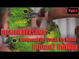 Belajar Bersama Tv Burung Mengenal Ciri Cucak Ijo Jantan Dan Betina Youtube