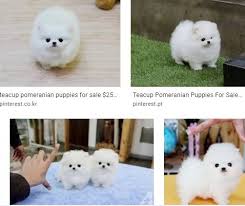 Order lovely pomeranian puppies, maltese puppies , teacup. Teacup Pomeranian Puppies For Sale 250 Teacup Pomeranian
