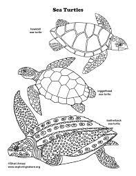 Check spelling or type a new query. Sea Turtles Coloring Page